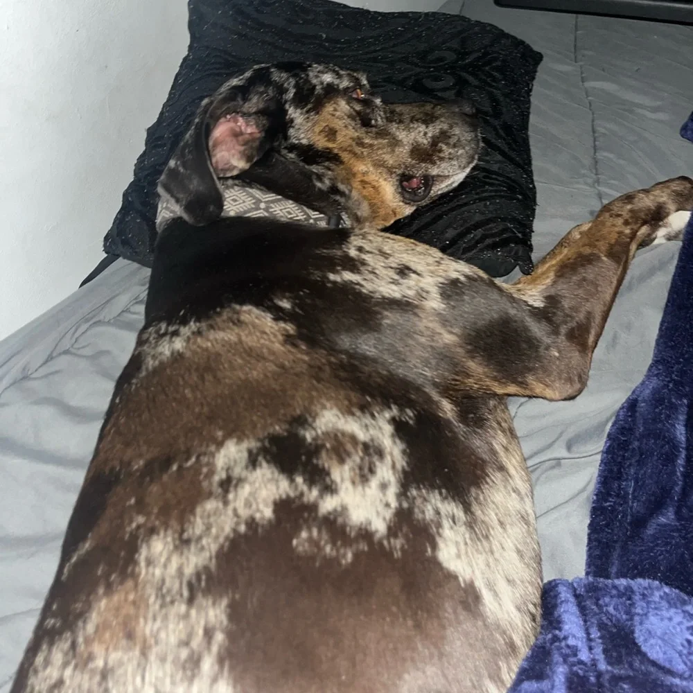 I’m not actually selling my dog I js wanna keep my streak😭